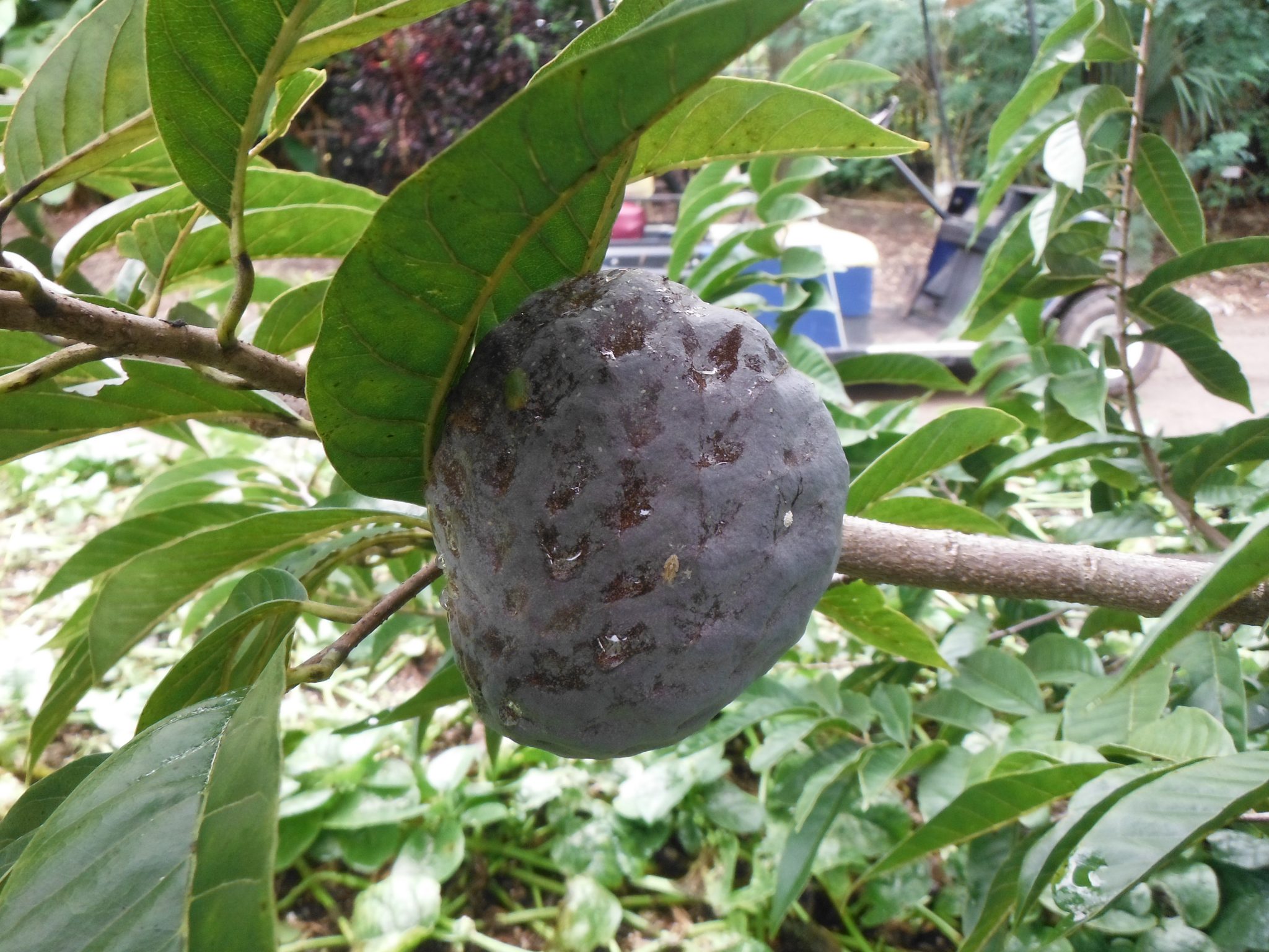 Annona reiculata